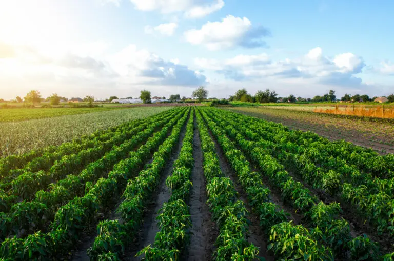 Agroalimentaire